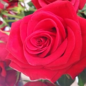 Meet your Posher, Perla